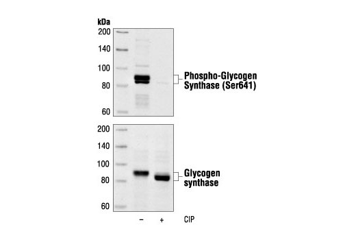 Phospho-Glycogen Synthase (Ser641) Antibody