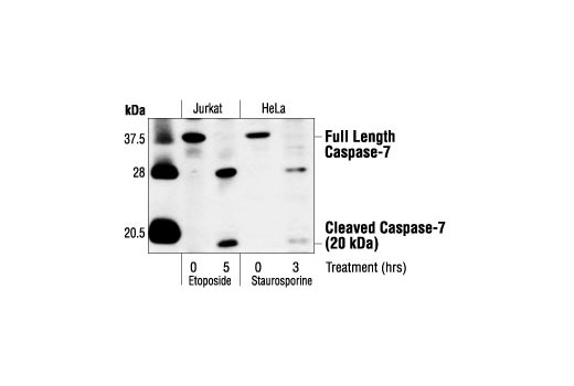 Caspase-7 Antibody