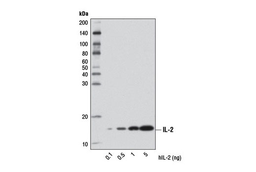 IL-2 (D7A5) Rabbit mAb