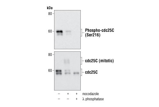 Phospho-cdc25C (Ser216) (63F9) Rabbit mAb