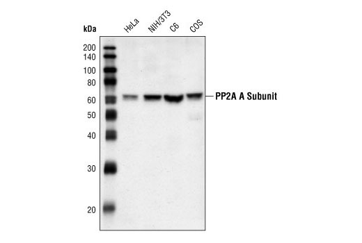 PP2A A Subunit Antibody