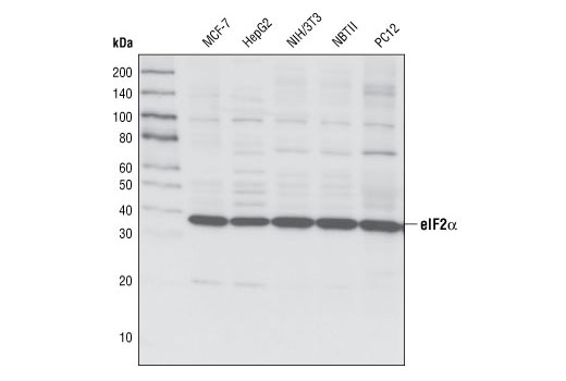 eIF2α (L57A5) Mouse mAb