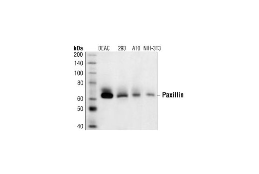 Paxillin Antibody
