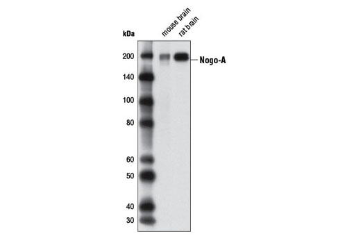 Nogo-A Antibody