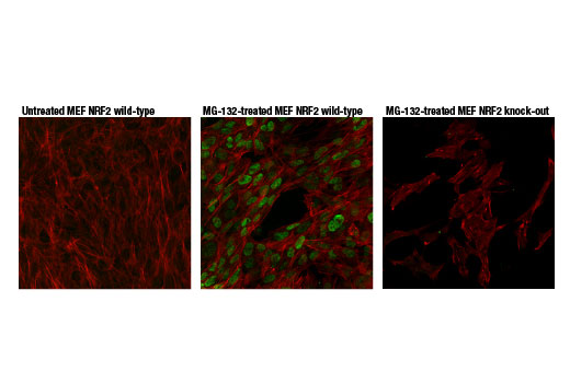NRF2 (D9J1B) Rat mAb (IF Specific)