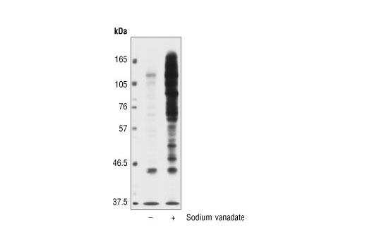 Phospho-Tyrosine Mouse mAb (P-Tyr-102)