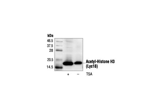 Acetyl-Histone H3 (Lys18) Antibody