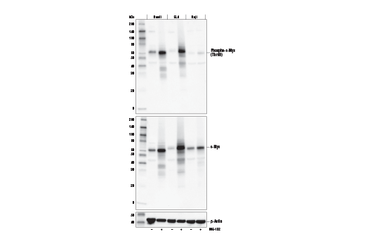 Phospho-c-Myc (Thr58) (E4Z2K) Rabbit mAb