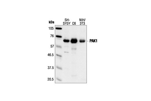 PAK1 Antibody
