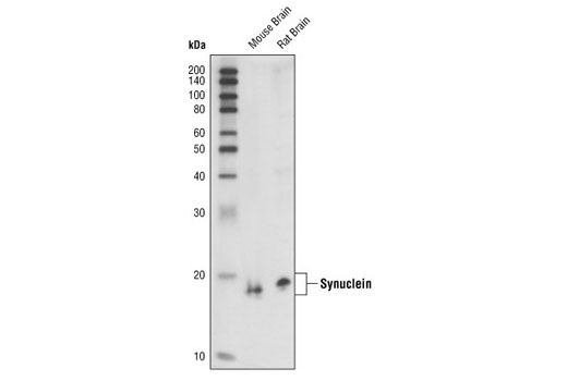 α/β-Synuclein (Syn205) Mouse mAb