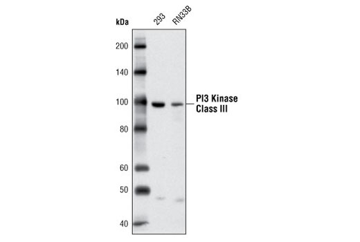 PI3 Kinase Class III (D4E2) Rabbit mAb