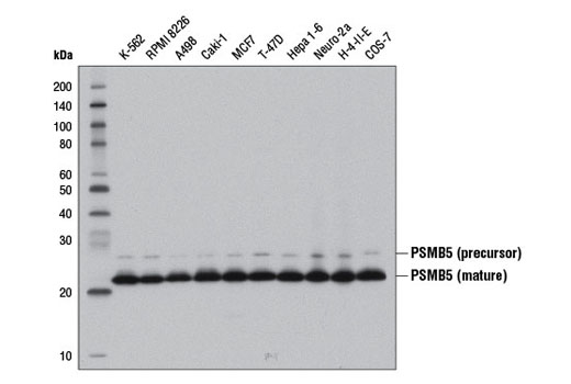 PSMB5 (D1H6B) Rabbit mAb