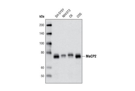 MeCP2 (D4F3) XP Rabbit mAb