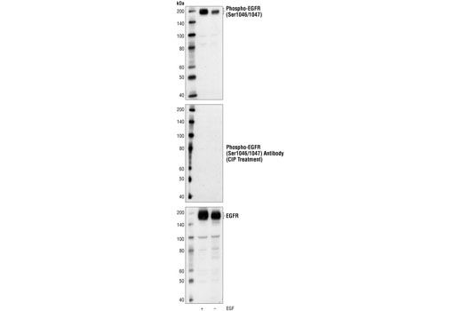 Phospho-EGF Receptor (Ser1046/1047) Antibody