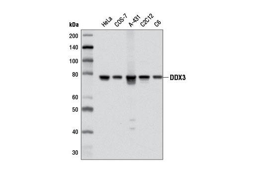 DDX3 (D19B4) Rabbit mAb