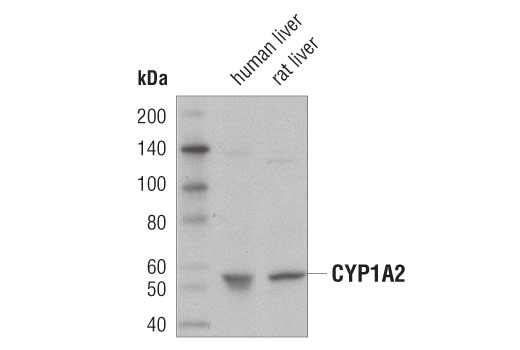 CYP1A2 (D2V7S) Mouse mAb