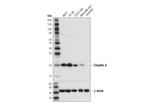Claudin-3 (D7A3O) Rabbit mAb