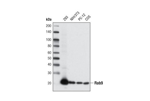 Rab9A (D52G8) XP Rabbit mAb