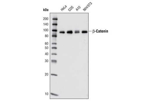 β-Catenin (L87A12) Mouse mAb