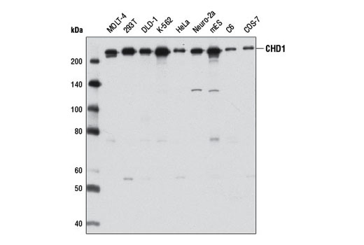 CHD1 (D8C2) Rabbit mAb