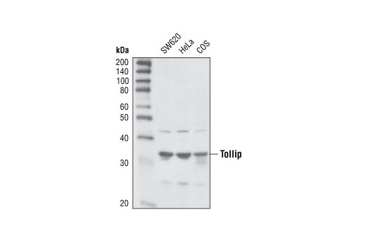Tollip Antibody