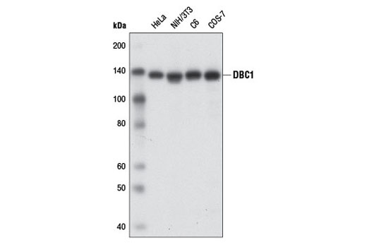 DBC1 (3G4) Mouse mAb