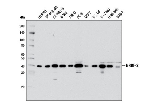 NRBF-2 (D8G1) Rabbit mAb