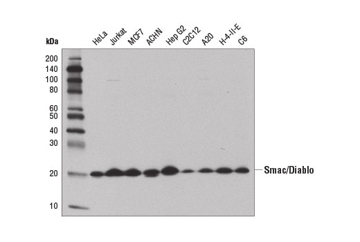 Smac/Diablo (D5S3R) Rabbit mAb