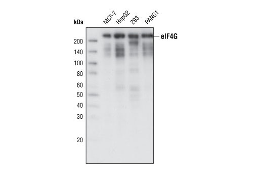 eIF4G (C45A4) Rabbit mAb