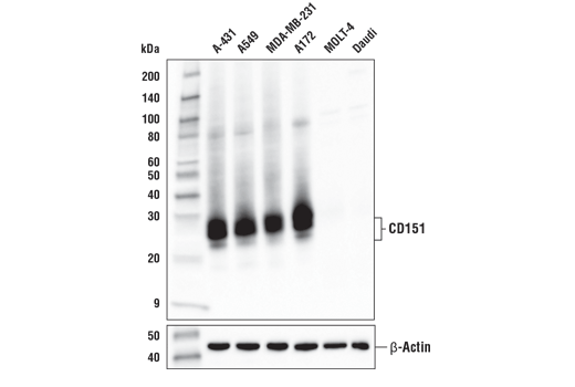 CD151 (E4I9J) XP Rabbit mAb