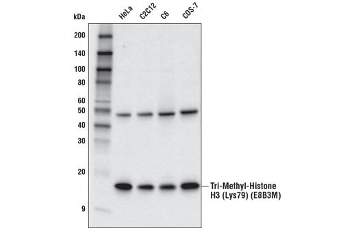 Tri-Methyl-Histone H3 (Lys79) (E8B3M) Rabbit mAb