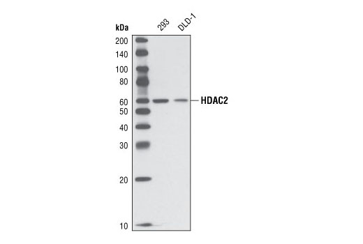 HDAC2 Antibody (IP Preferred)