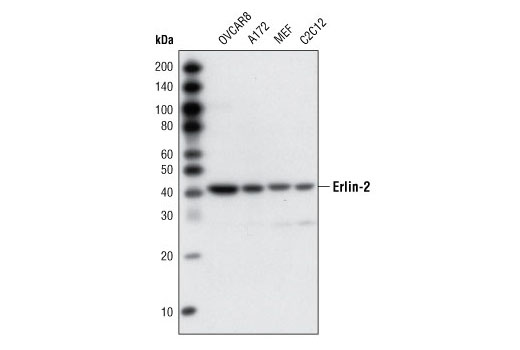 Erlin-2 Antibody