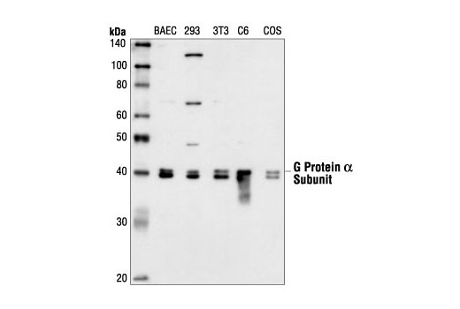 Gα (pan) Antibody