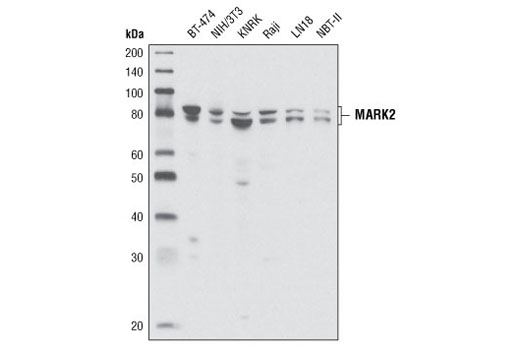 MARK2 Antibody