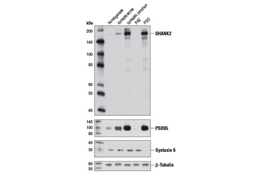 SHANK2 Antibody