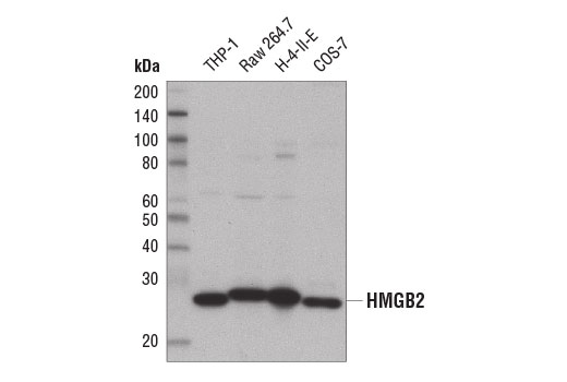 HMGB2 (D1P9V) Rabbit mAb