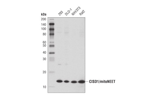 CISD1/mitoNEET (D5M4C) Rabbit mAb