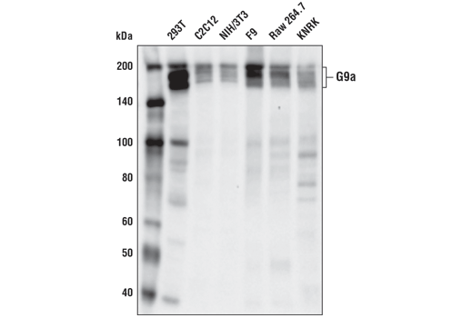 G9a/EHMT2 (D5R4R) XP Rabbit mAb