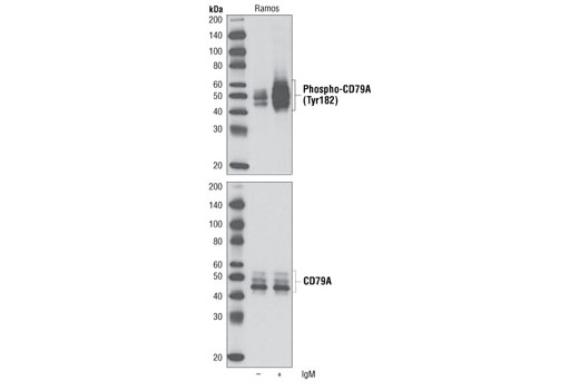 Phospho-CD79A (Tyr182) Antibody