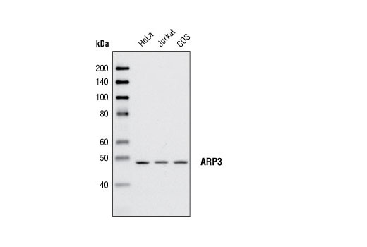 ARP3 Antibody