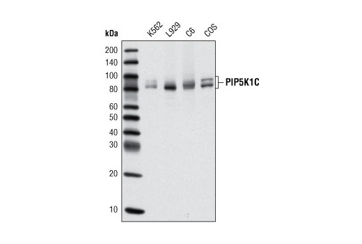 PIP5K1C Antibody