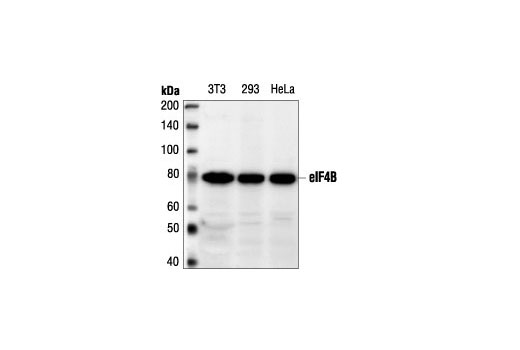 eIF4B Antibody