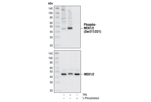 Phospho-MEK1/2 (Ser217/221) Antibody