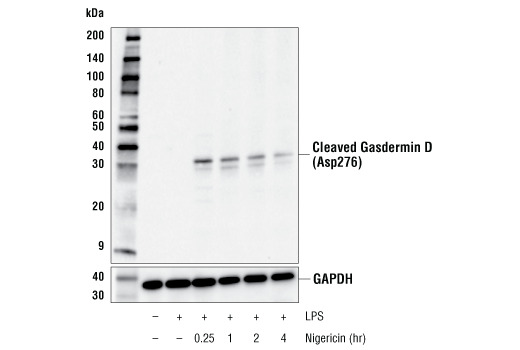 Cleaved Gasdermin D (Asp276) (E3E3P) Rabbit mAb
