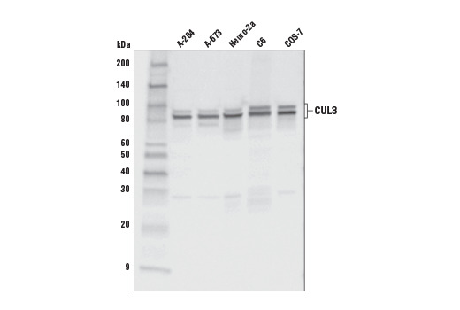 CUL3 (E4G3M) Rabbit mAb