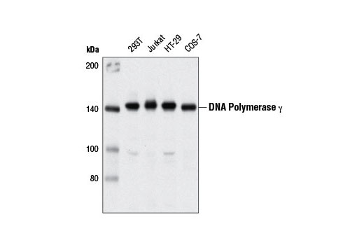 DNA Polymerase γ (D1Y6R) Rabbit mAb