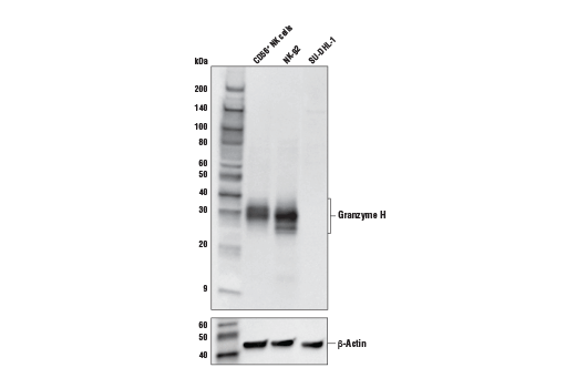 Granzyme H (E4T2E) Rabbit mAb