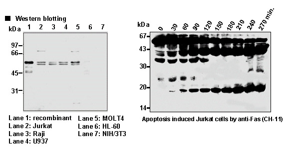 Anti-Caspase-8 (Human) mAb