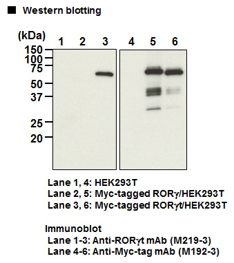 Anti-RORγt mAb